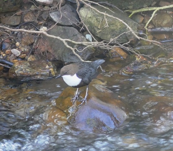 White-throated Dipper - ML420474051