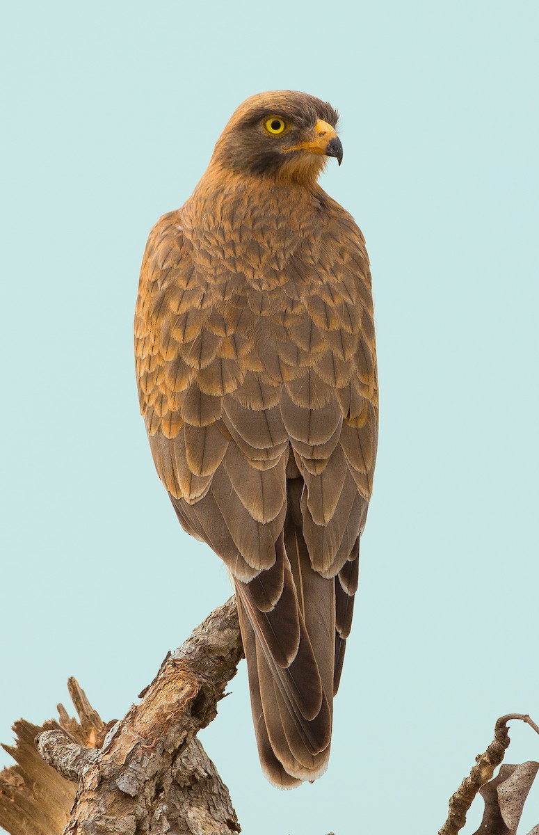 Grasshopper Buzzard - José Martín