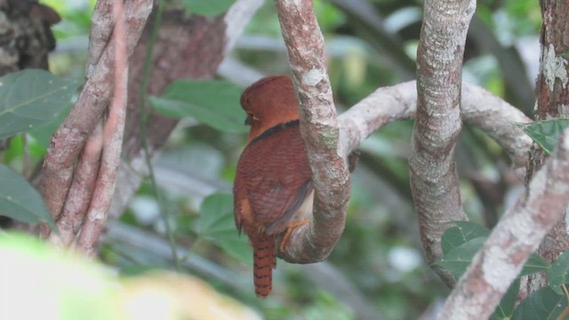 Collared Puffbird - ML420475901