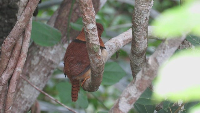 Collared Puffbird - ML420476101