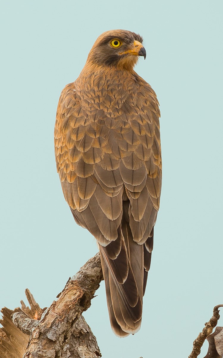 Grasshopper Buzzard - José Martín