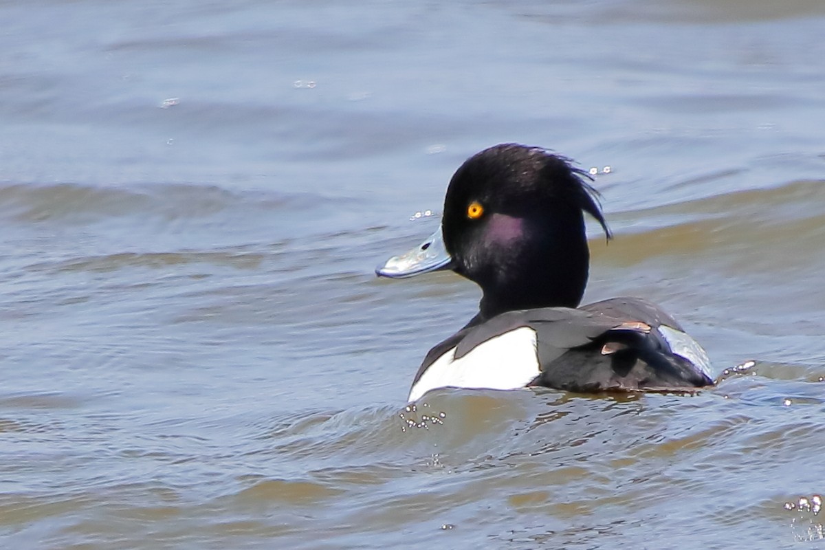 鳳頭潛鴨 - ML420476371