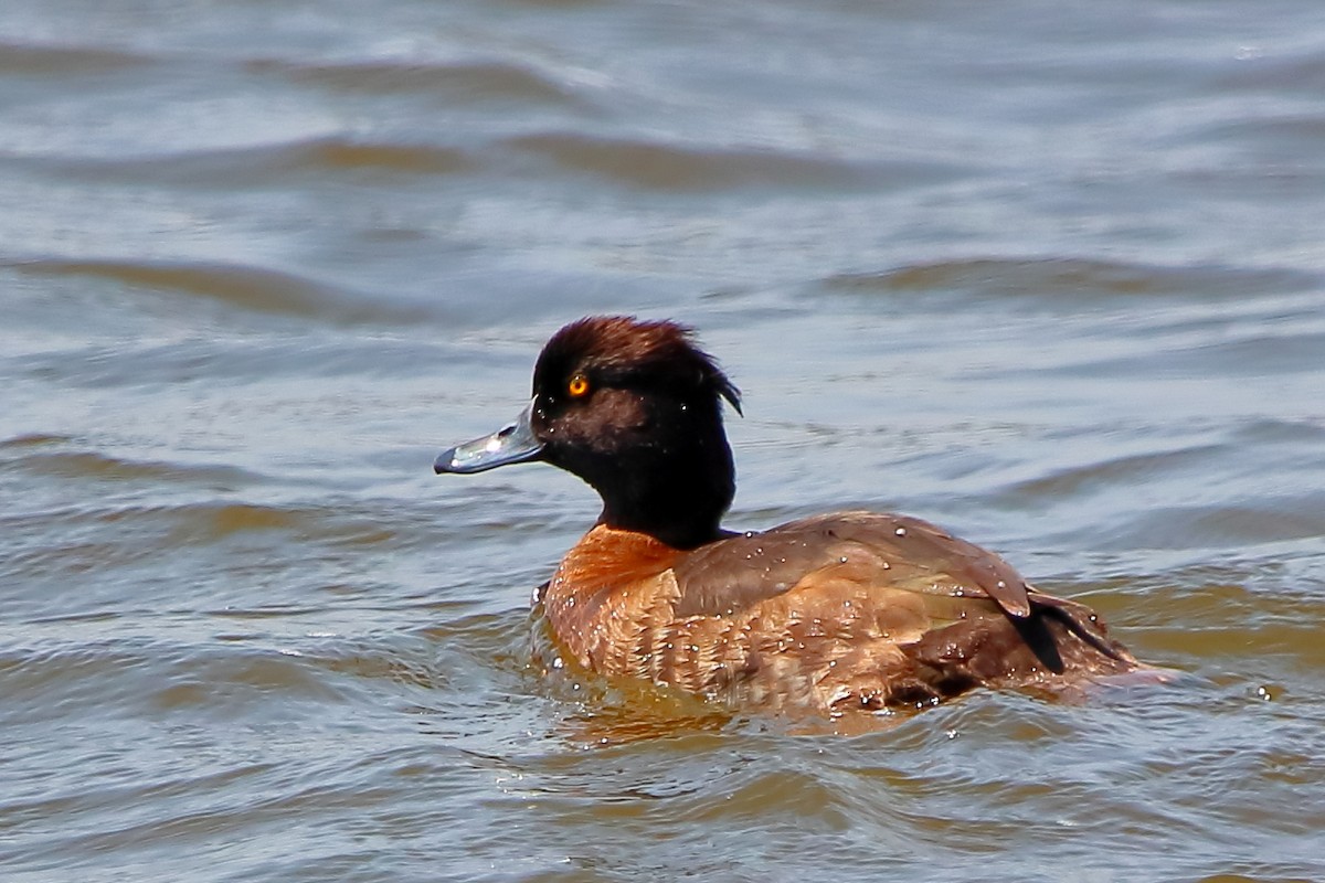 鳳頭潛鴨 - ML420476391