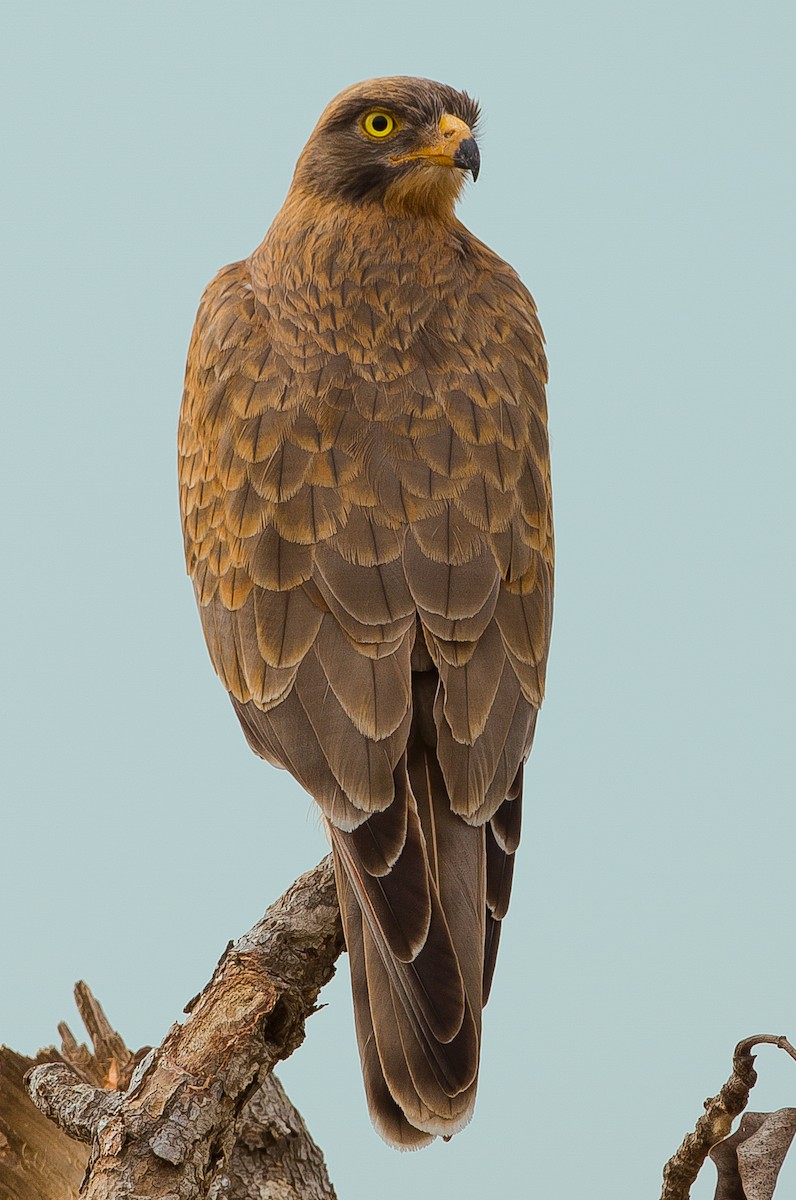 Grasshopper Buzzard - José Martín