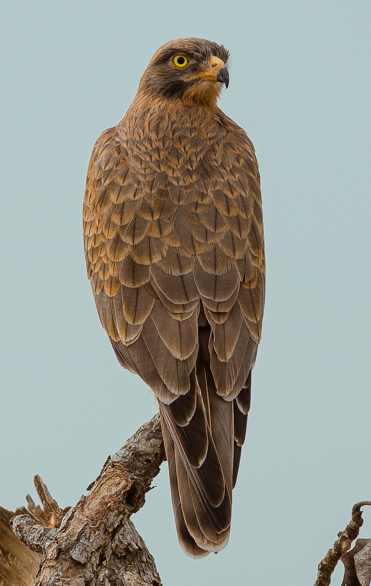 Grasshopper Buzzard - José Martín