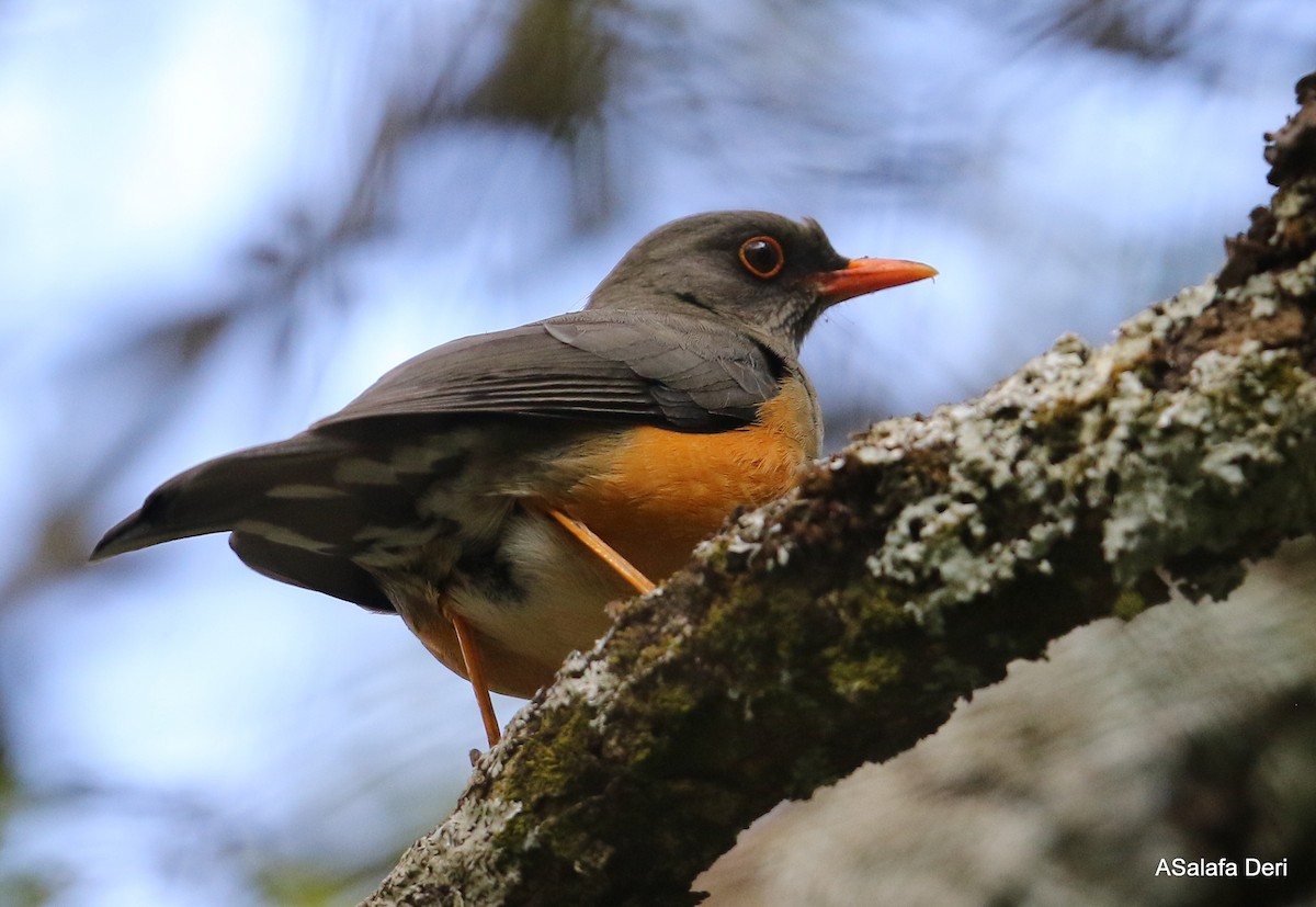 Zorzal Abisinio (grupo abyssinicus) - ML420478511