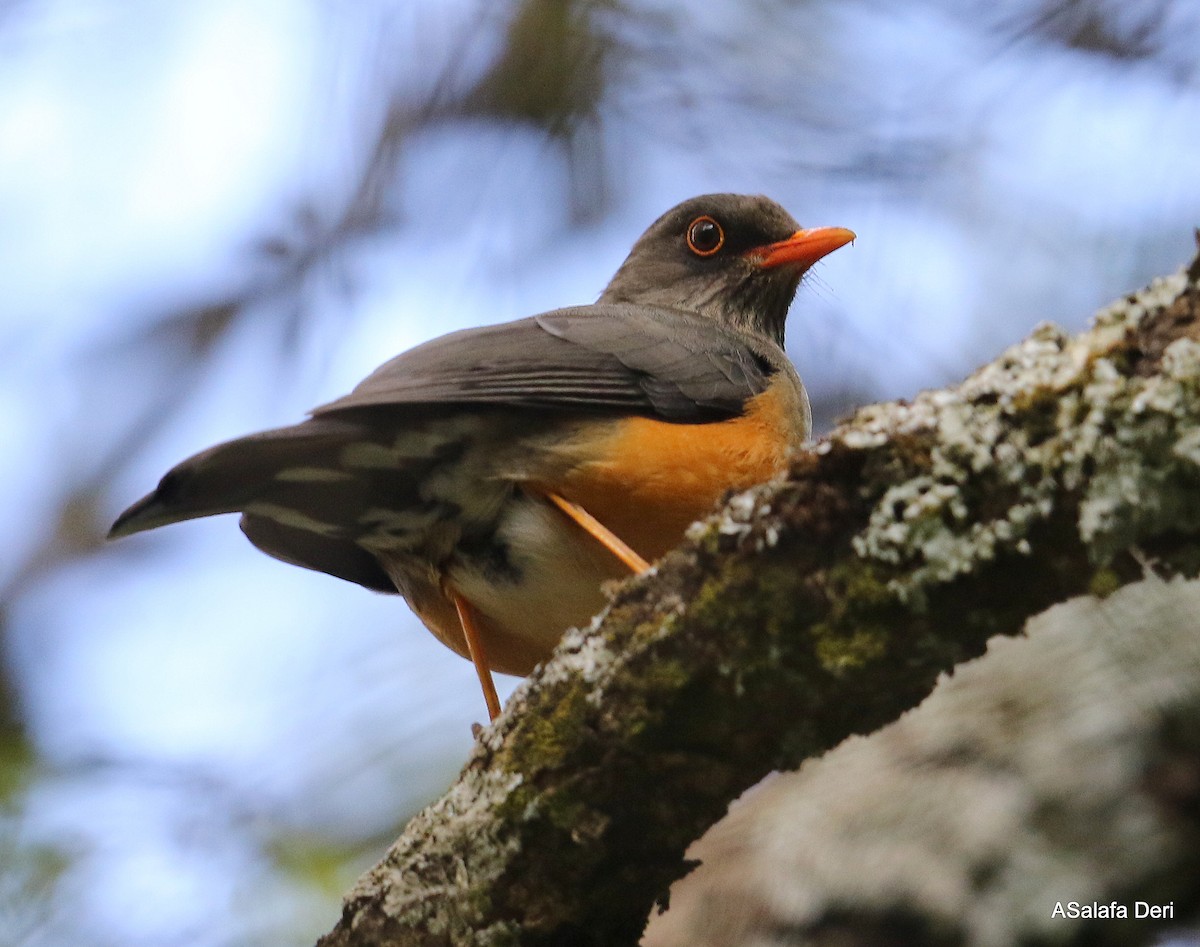 Zorzal Abisinio (grupo abyssinicus) - ML420478521