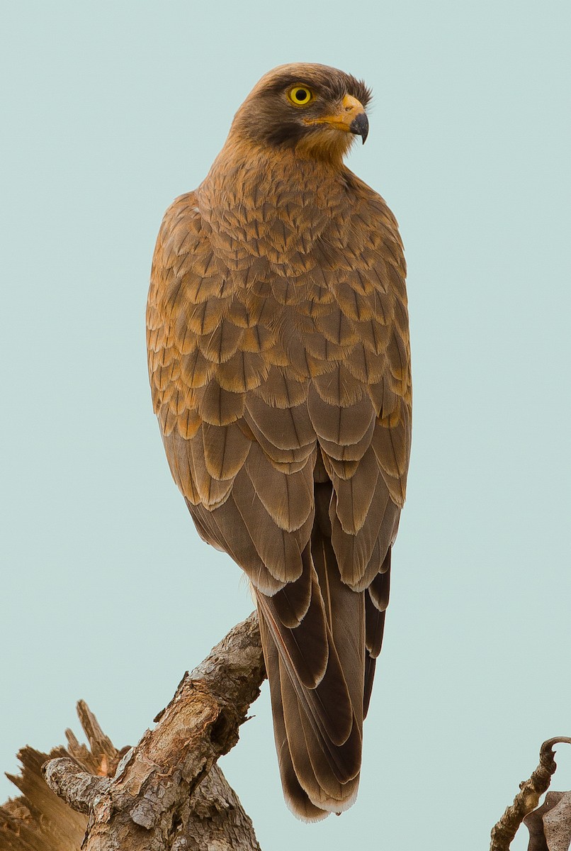 Grasshopper Buzzard - José Martín