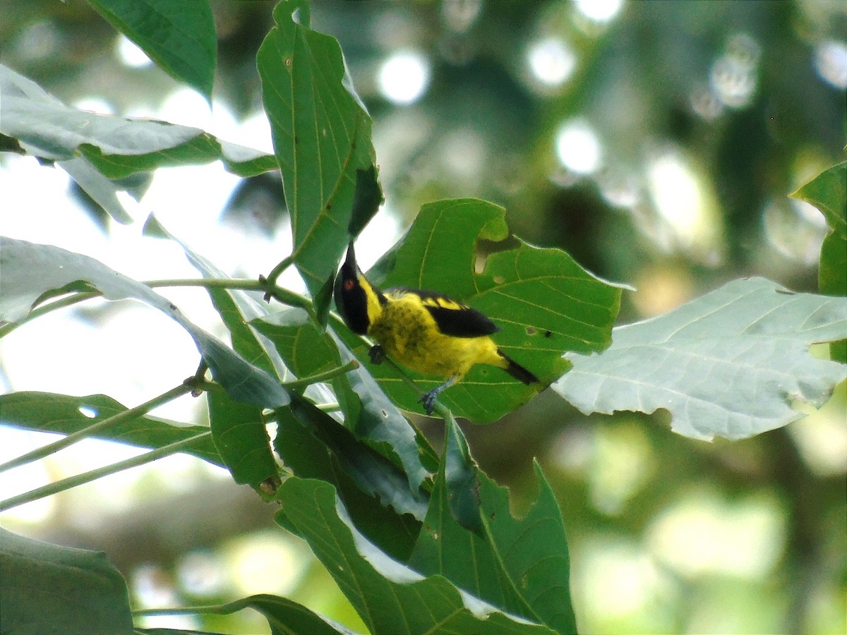 Yellow-bellied Dacnis - Jonathan Oña