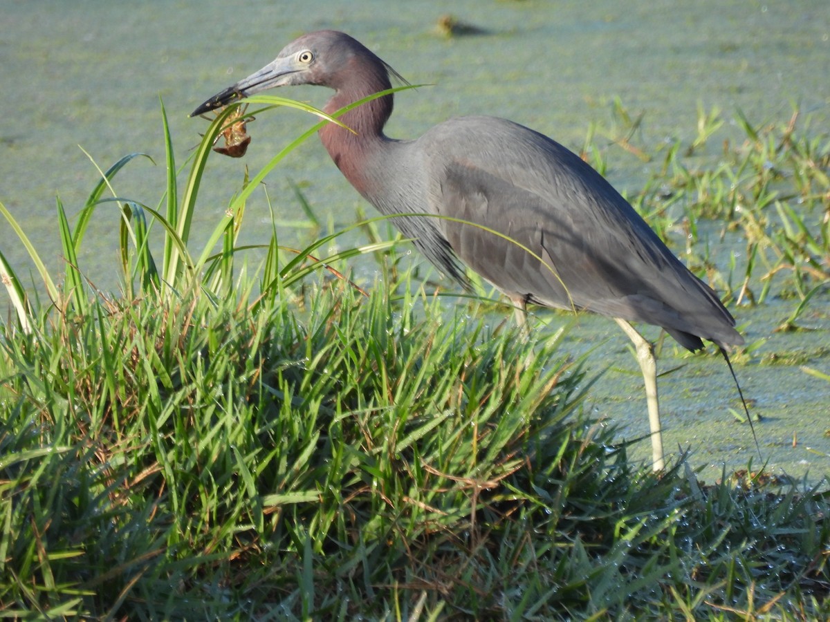 Little Blue Heron - ML420481241