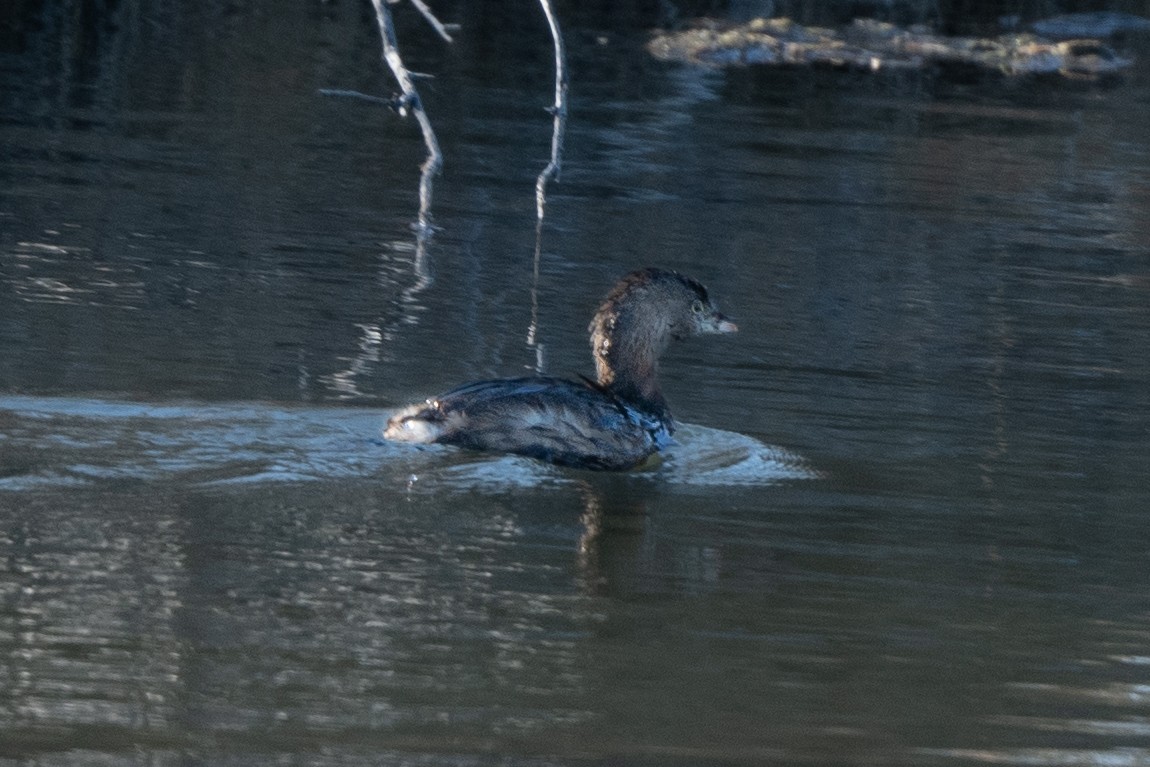Pied-billed Grebe - ML420483081