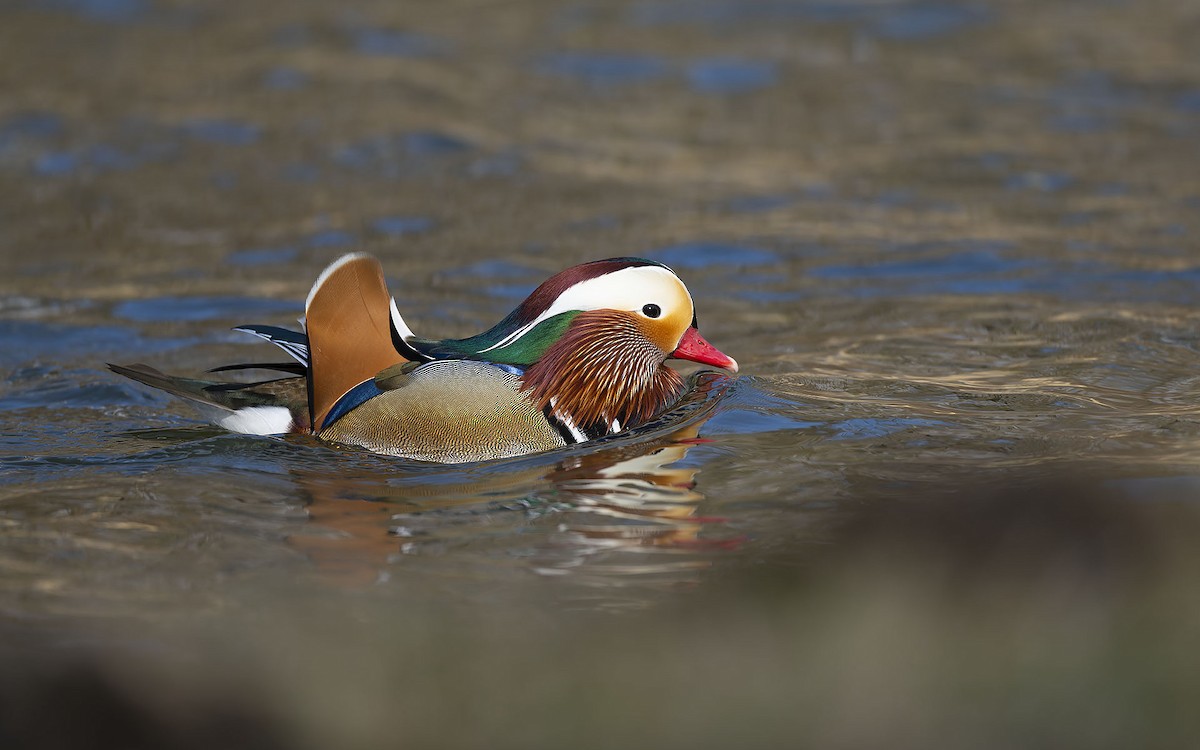 Mandarin Duck - ML420483381