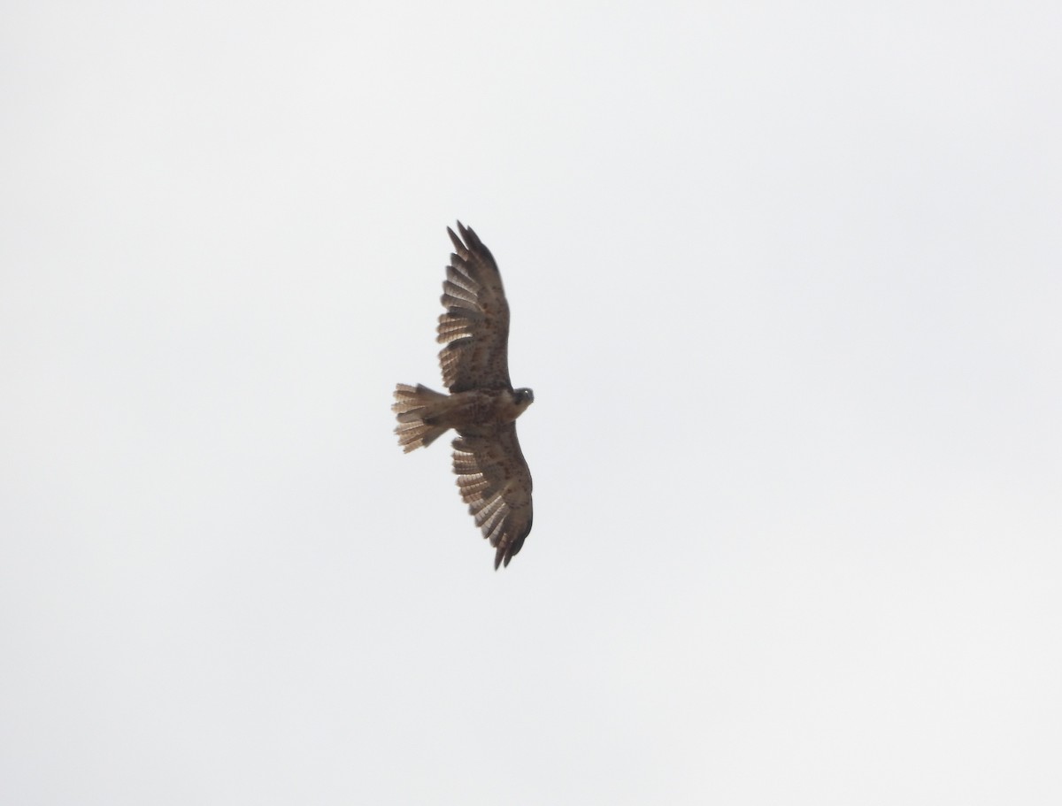 Variable Hawk - ML420484071