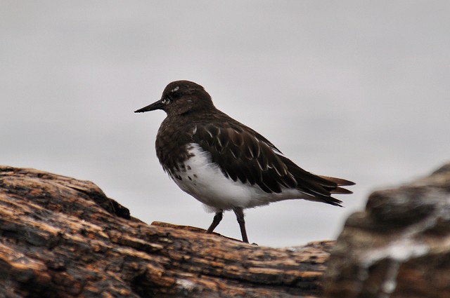 Black Turnstone - ML42048531