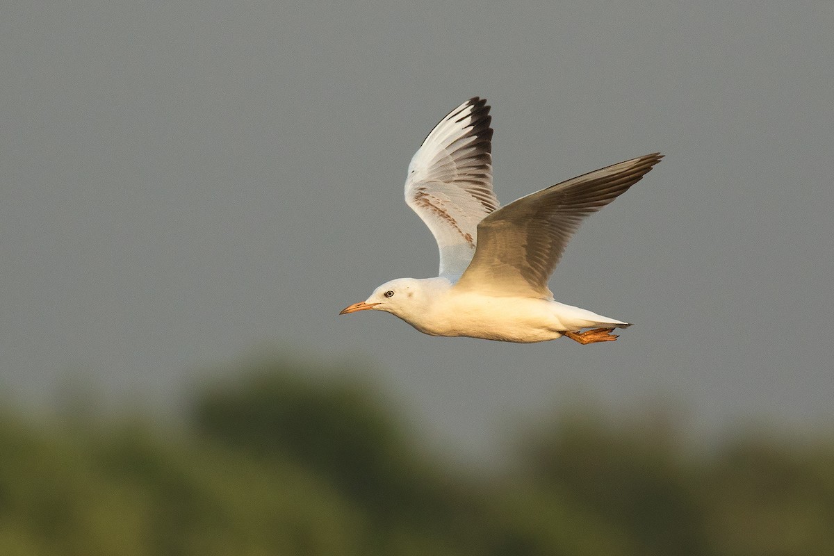 Slender-billed Gull - Ayuwat Jearwattanakanok