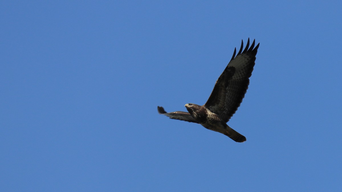 Common Buzzard - ML420487191