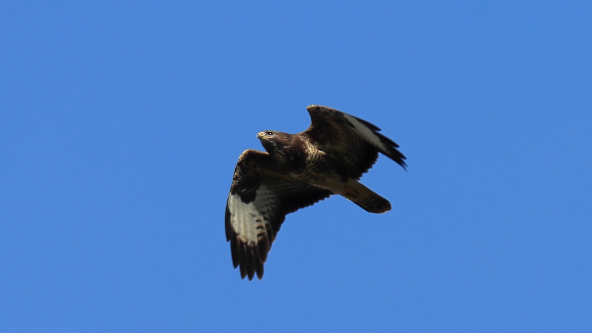Common Buzzard - ML420487251