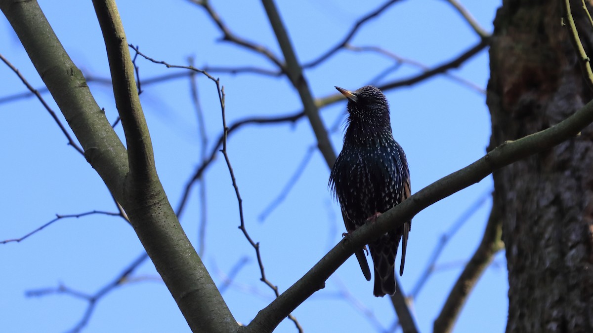 European Starling - ML420487511