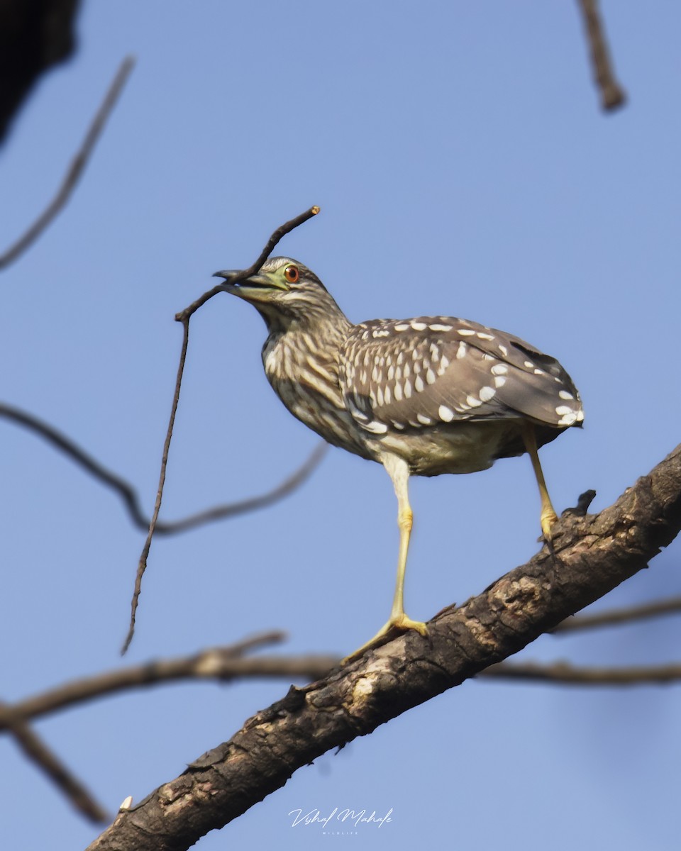 אנפת לילה - ML420488401