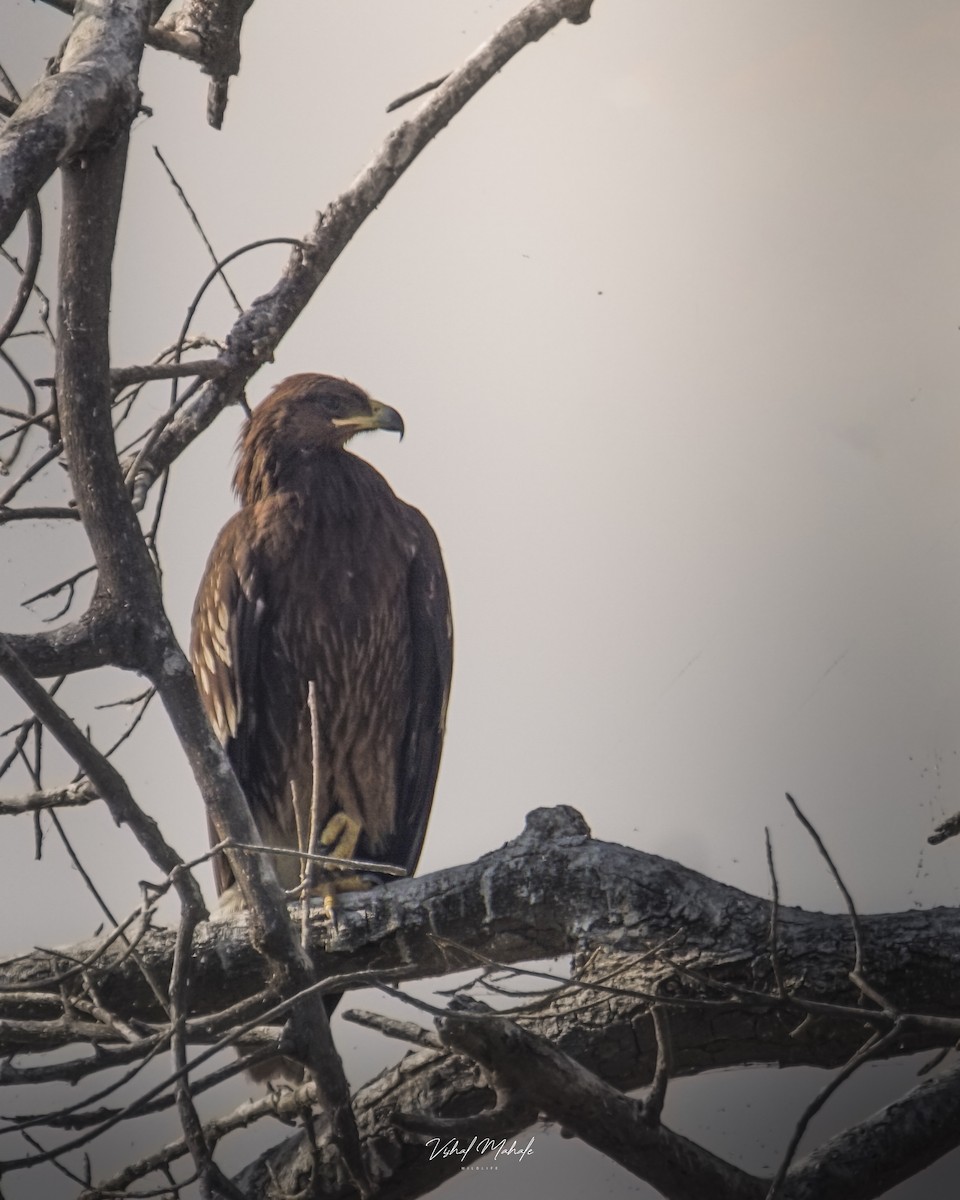 עיט צפרדעים - ML420489151