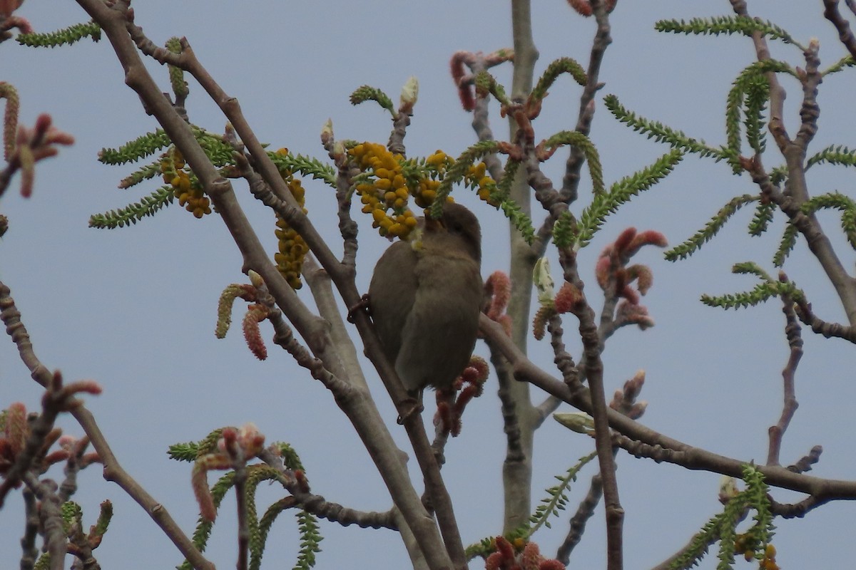 House Sparrow - Rosa Benito Madariaga