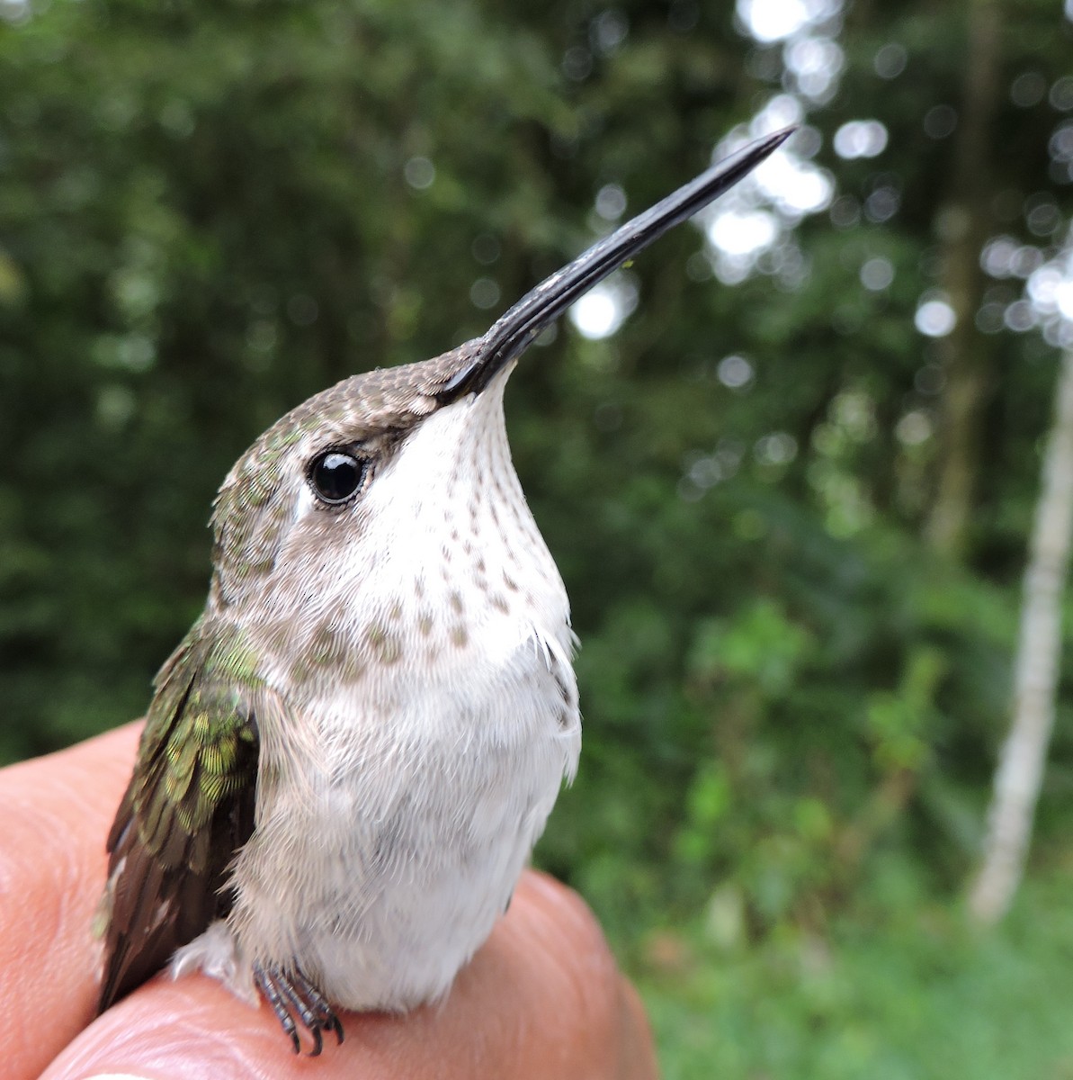 Ruby-throated Hummingbird - ML42049041