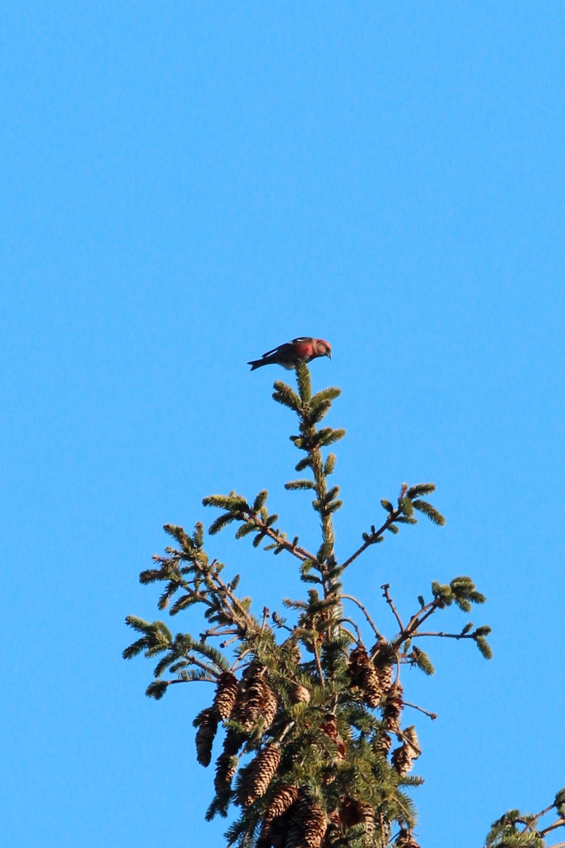 White-winged Crossbill - ML420490411