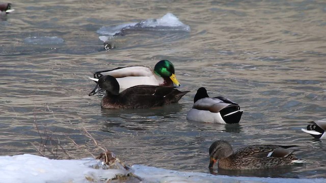 Mallard (Domestic type) - ML420490481