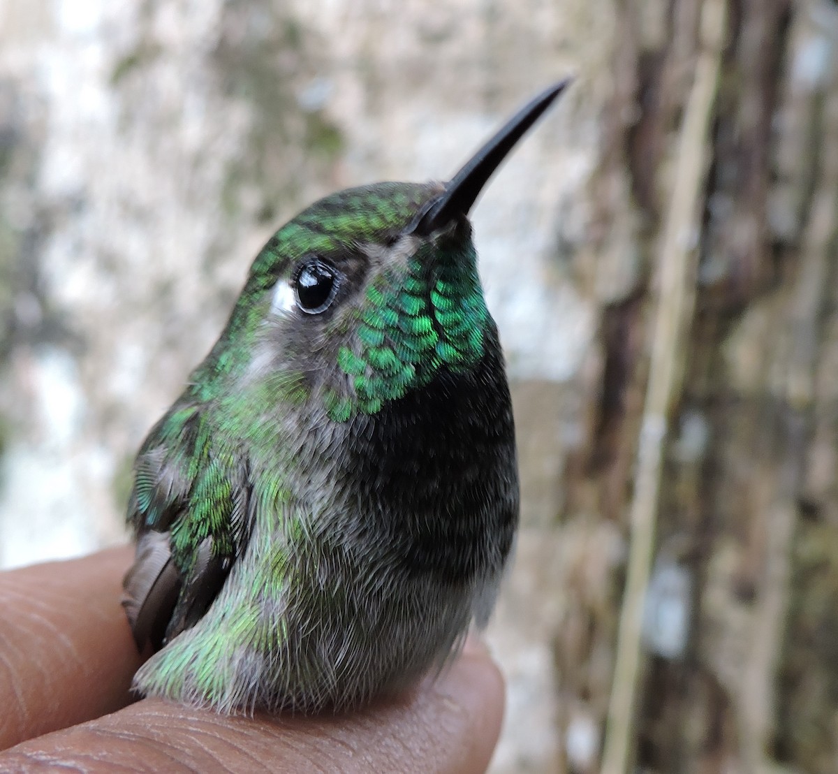 Emerald-chinned Hummingbird - ML42049061