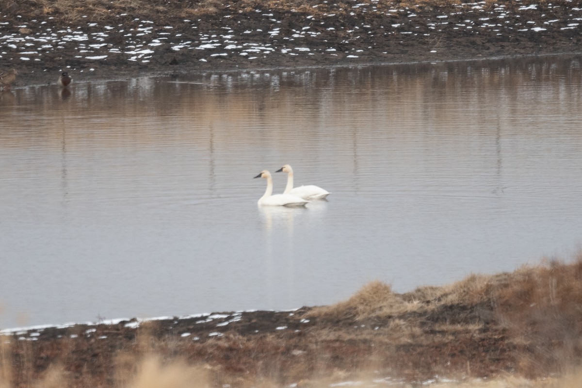 Tundra Swan - Greg Lambeth