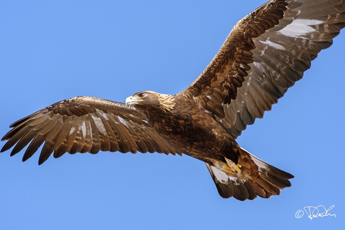 金鵰 - ML420491801