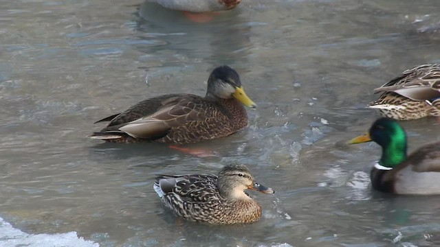 Mallard x American Black Duck (hybrid) - ML420492351