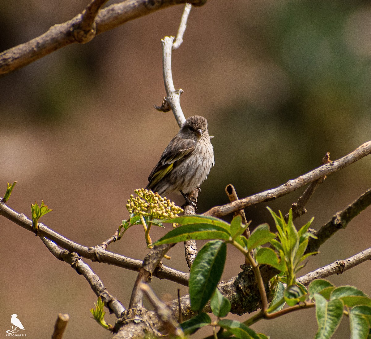 Pine Siskin - YENER GRANADOS HERRERA