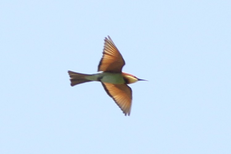 Chestnut-headed Bee-eater - ML420494411