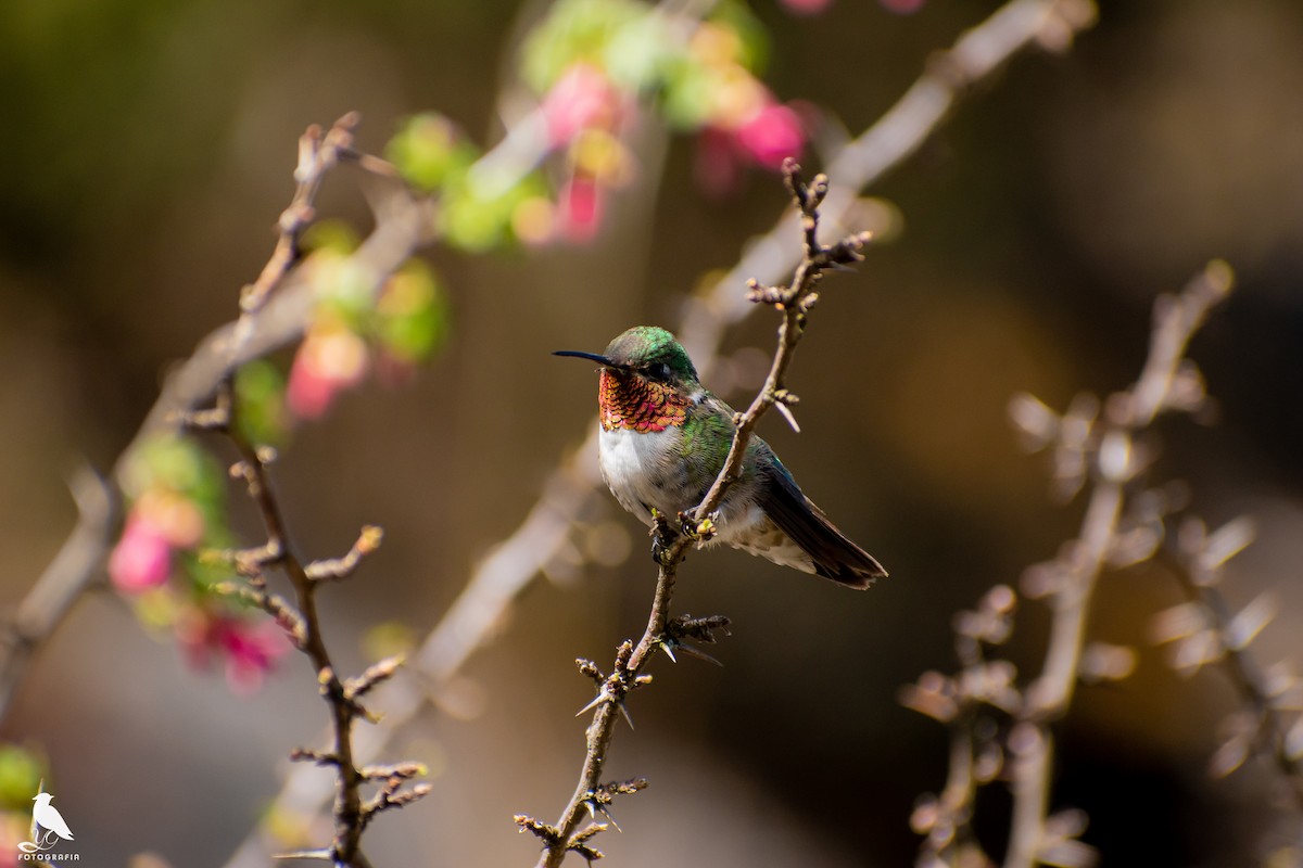 Broad-tailed Hummingbird - YENER GRANADOS HERRERA