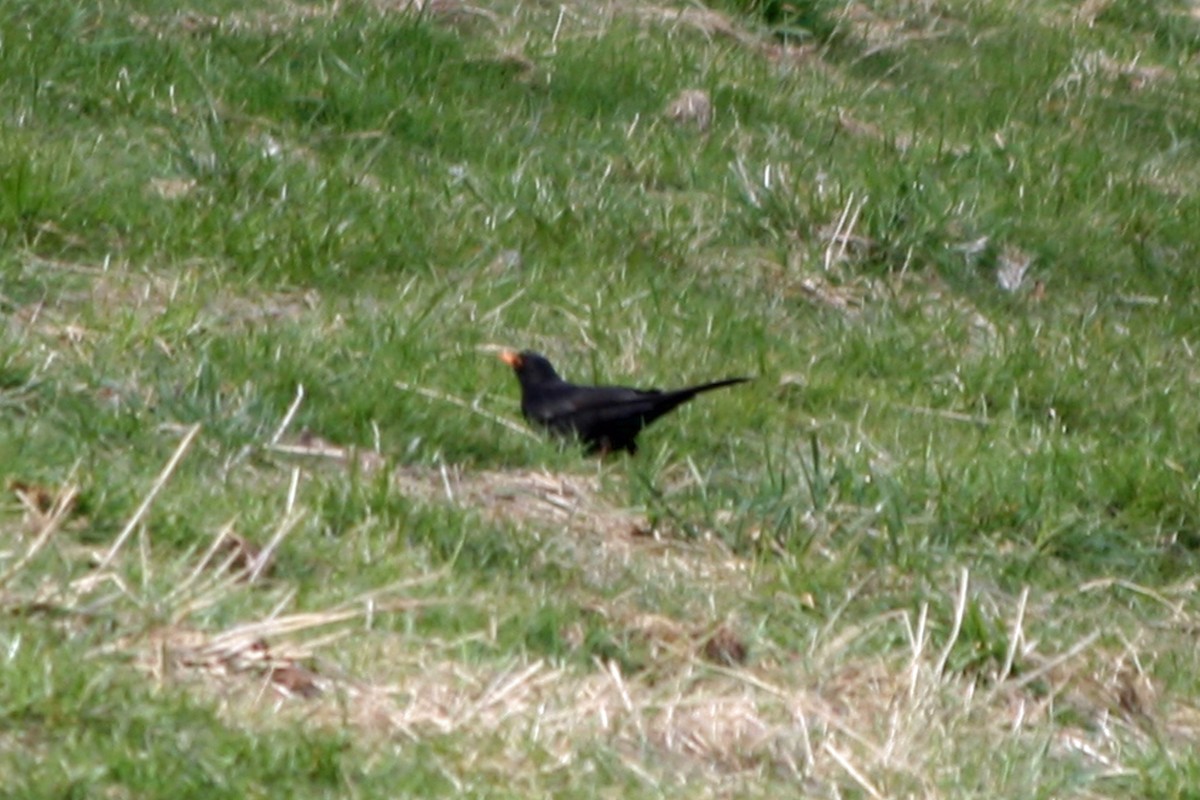 Eurasian Blackbird - ML420495101