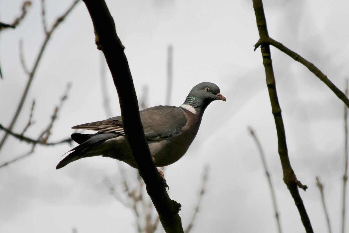 Common Wood-Pigeon - ML420496701