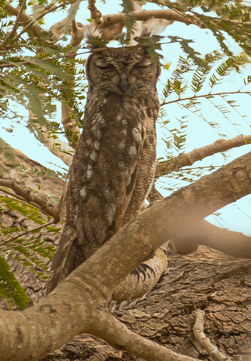 Grayish Eagle-Owl - José Martín