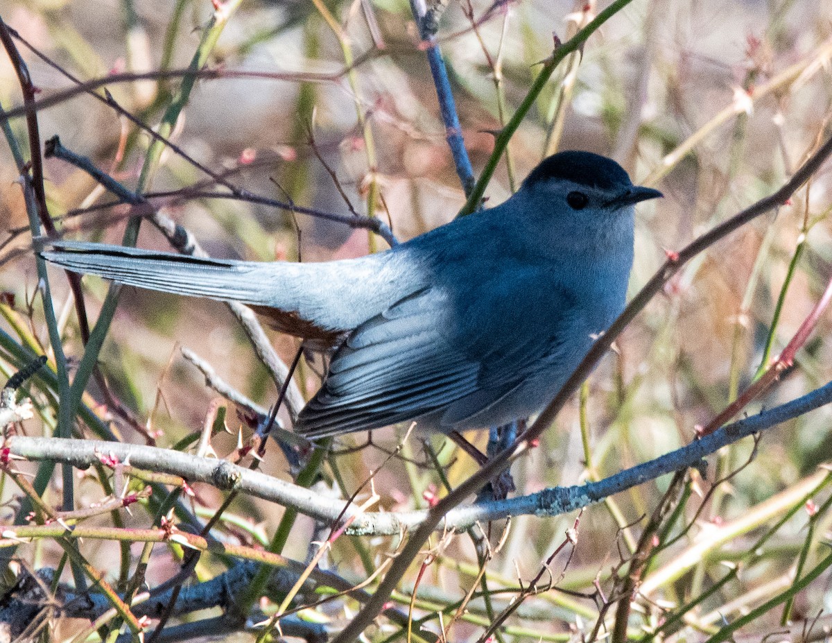 Gray Catbird - ML420497781