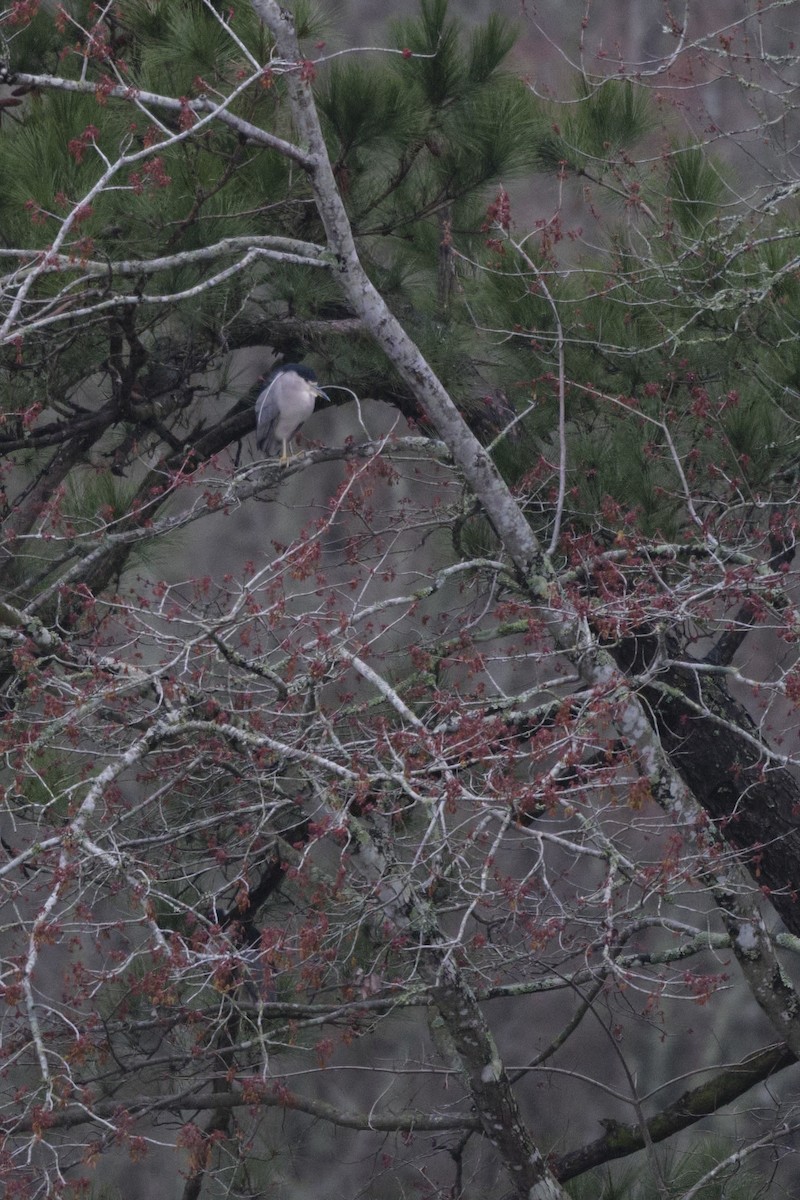 Black-crowned Night Heron - ML420498801