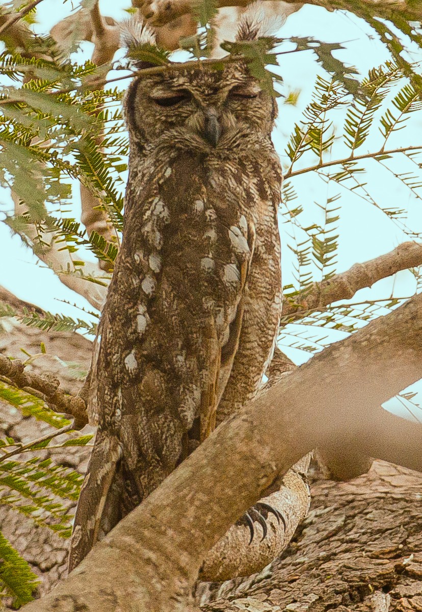 Grayish Eagle-Owl - José Martín
