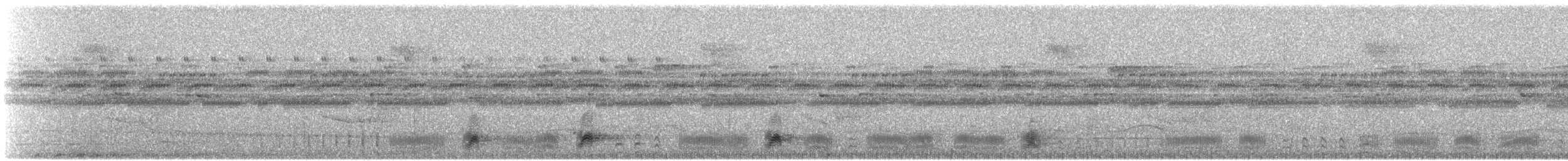 Bindenschwanz-Nachtschwalbe (latifascia) - ML420502461