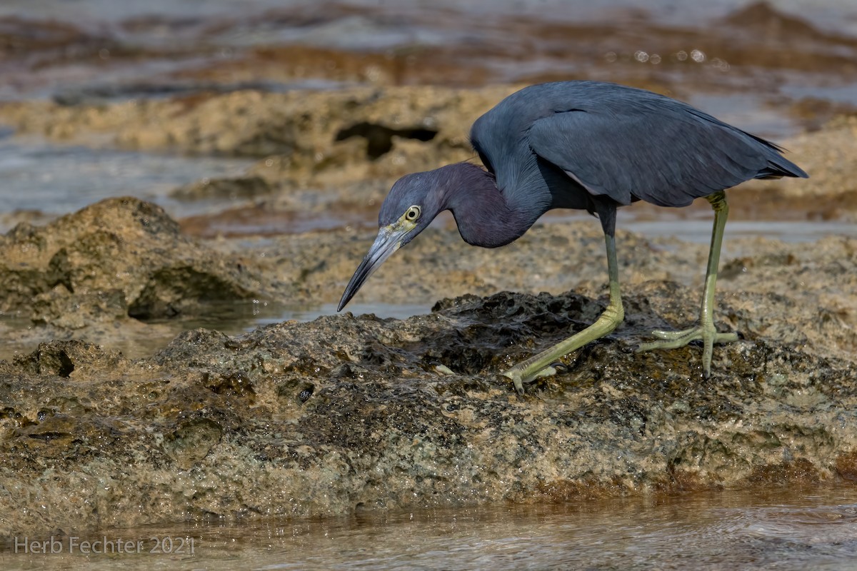 Little Blue Heron - Herbert Fechter