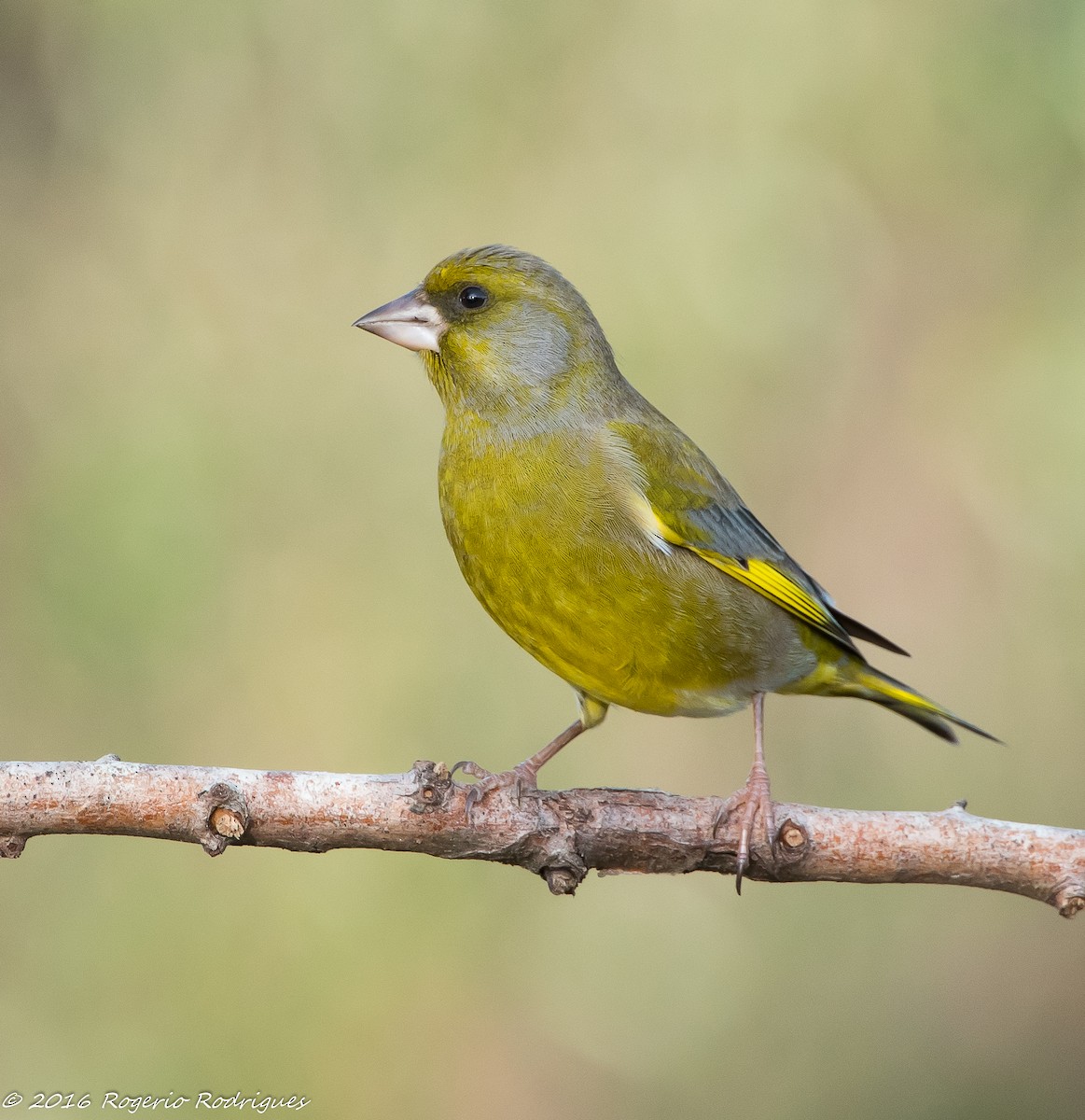 European Greenfinch - Rogério Rodrigues