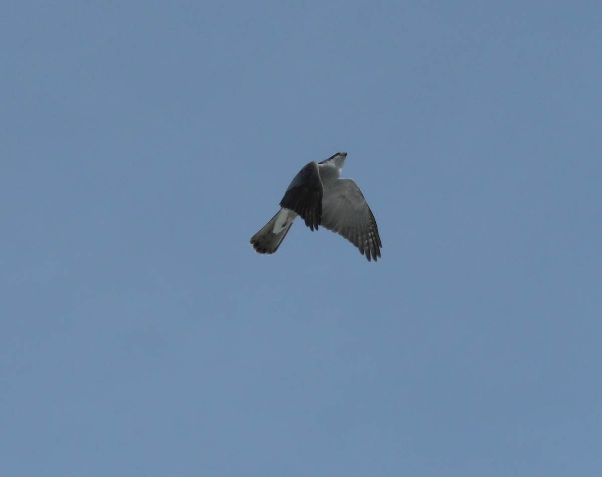 American Goshawk - ML420506291