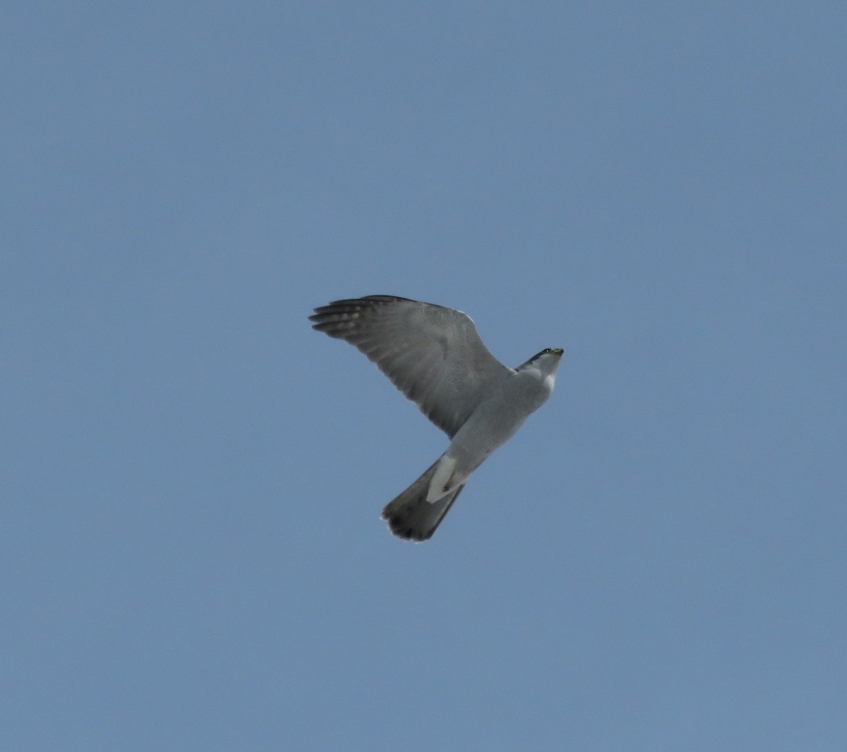 American Goshawk - ML420506341