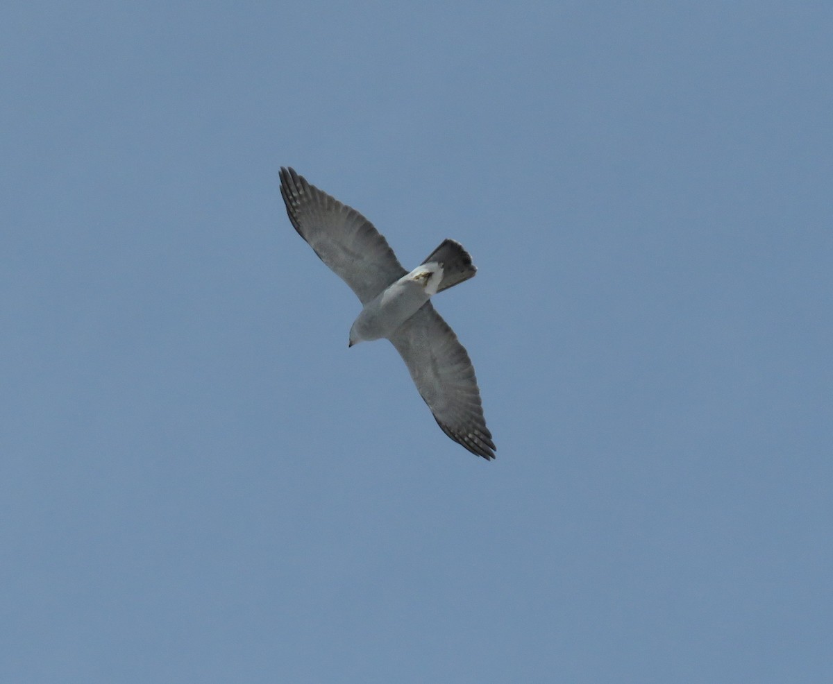 American Goshawk - ML420506361