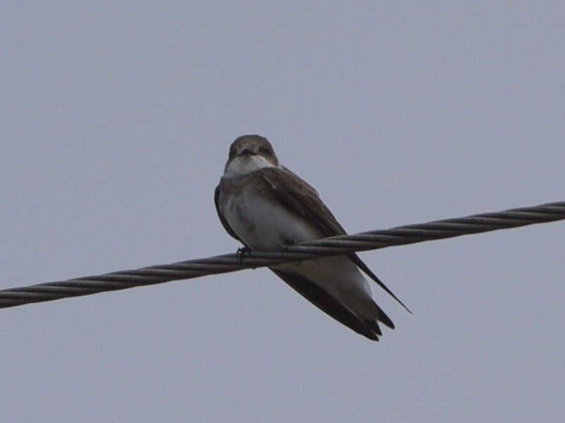 Bank Swallow - ML420511761