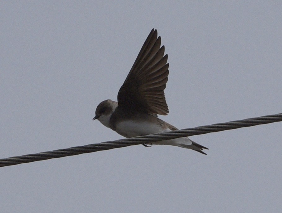 Bank Swallow - ML420511771