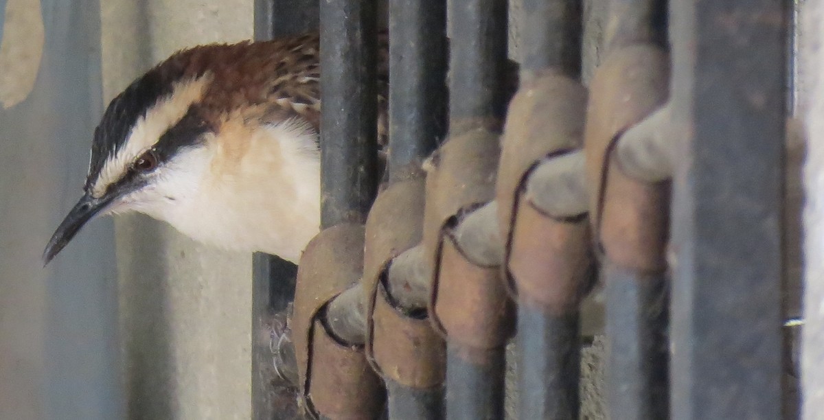 Rufous-naped Wren - ML42051251